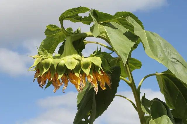 Blütenkorb einer Sonnenblume mit spiralförmig angeordneten Kernen