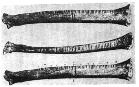 Historische Aufnahme eines länglichen Wolfsknochens mit einer Reihe eng gesetzter Kerben